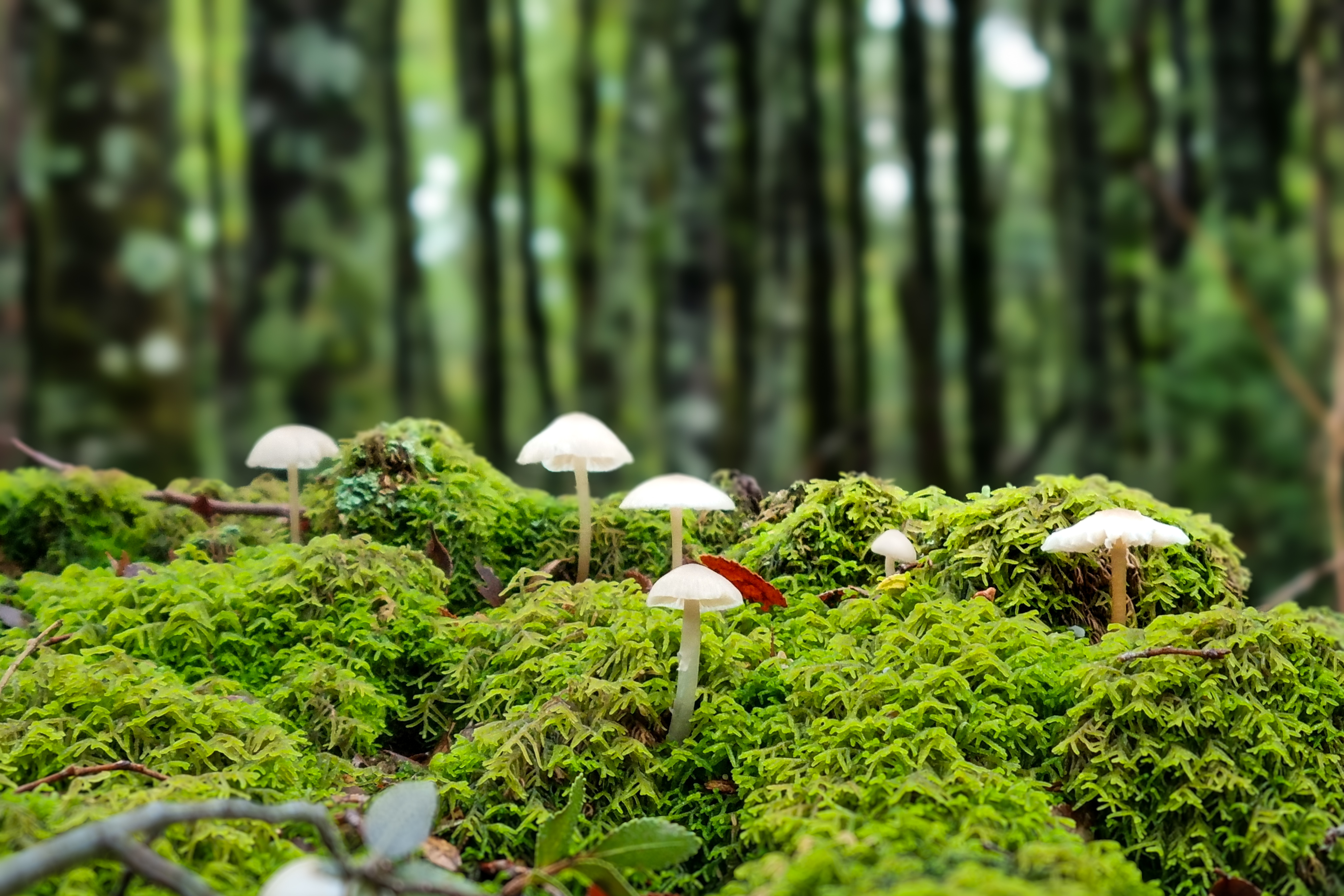 Ecosistemas Culturales